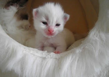 femelle seal bicolour 11 jours - Chatterie Ragdolls du Val de Beauvoir