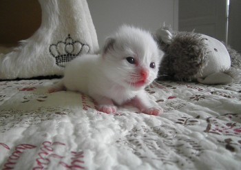 femelle seal bicolour - 11 jours - Chatterie Ragdolls du Val de Beauvoir