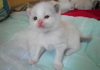 mâle seal bicolour DISPONIBLE - 17 jours - Chatterie Ragdolls du Val de Beauvoir