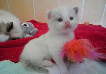 mâle seal bicolour DISPONIBLE - 17 jours - Chatterie Ragdolls du Val de Beauvoir