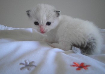 femelle seal bicolour 17 jours - Chatterie Ragdolls du Val de Beauvoir