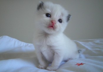 femelle seal bicolour 17 jours - Chatterie Ragdolls du Val de Beauvoir