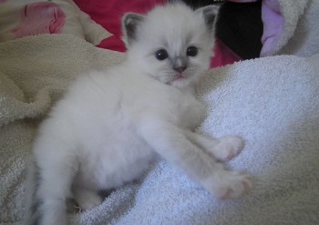 mâle blue point-mitted - Chatterie Ragdolls du Val de Beauvoir