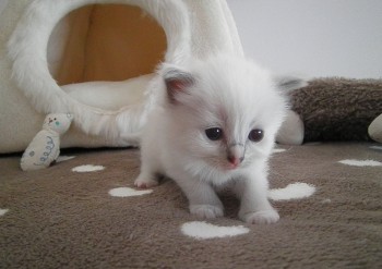 femelle blue point-mitted - Chatterie Ragdolls du Val de Beauvoir