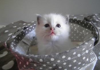 femelle blue point-mitted - Chatterie Ragdolls du Val de Beauvoir