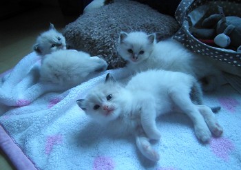 chatons - Chatterie Ragdolls du Val de Beauvoir