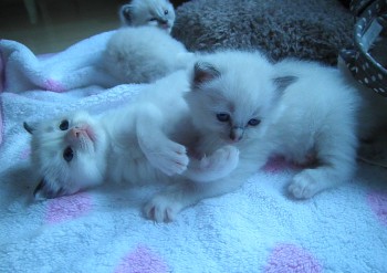 chatons - Chatterie Ragdolls du Val de Beauvoir