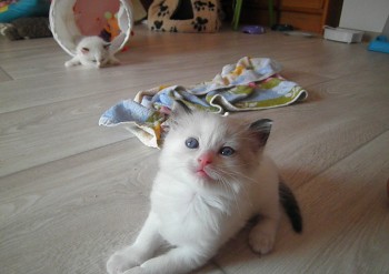 femelle seal bicolour - Chatterie Ragdolls du Val de Beauvoir