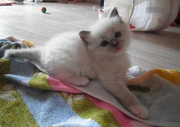 chaton mâle blue mitted - Chatterie Ragdolls du Val de Beauvoir