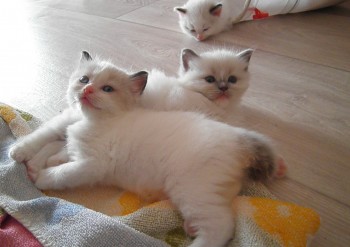 chatons - Chatterie Ragdolls du Val de Beauvoir