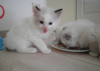 mâle seal bicolour  - Chatterie Ragdolls du Val de Beauvoir