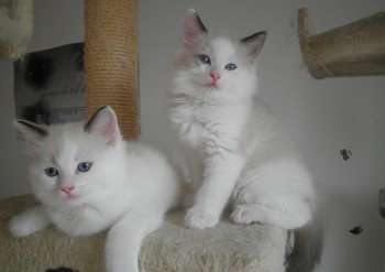 chatons seal bicolour - 7 semaines - Chatterie Ragdolls du Val de Beauvoir