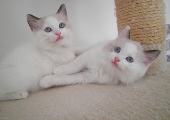 mâle et femelle seal bicolour  - Chatterie Ragdolls du Val de Beauvoir