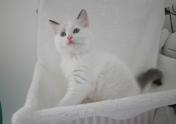 chaton seal bicolour - 8 semaines - Chatterie Ragdolls du Val de Beauvoir