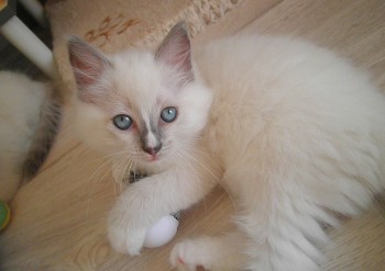 chaton blue point-mitted - 9 semaines - Chatterie Ragdolls du Val de Beauvoir