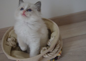 femelle blue bicolour - 6 semaines - Chatterie Ragdolls du Val de Beauvoir