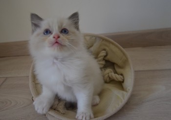 mâle blue bicolour - 6 semaines - Chatterie Ragdolls du Val de Beauvoir