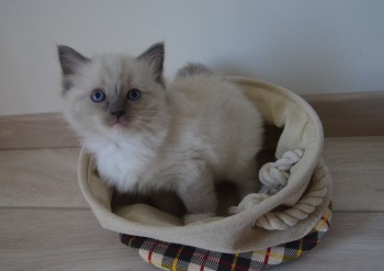 femelle blue point-mitted - 6 semaines - Chatterie Ragdolls du Val de Beauvoir