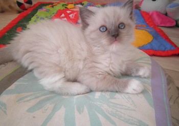 femelle blue point-mitted - 5 semaines - Chatterie Ragdolls du Val de Beauvoir