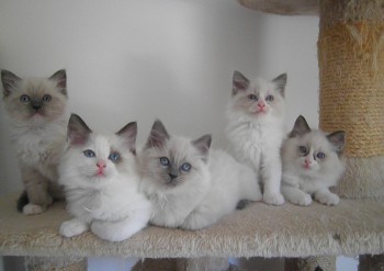 les chatons - 8 semaines - Chatterie Ragdolls du Val de Beauvoir