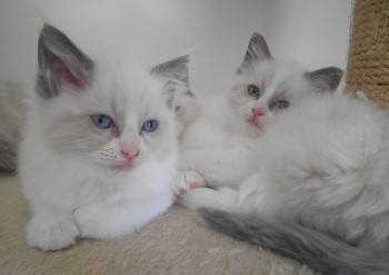 mâle et femelle blue bicolour - 8 semaines - Chatterie Ragdolls du Val de Beauvoir