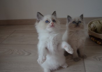 chatons à 7 semaines - Chatterie Ragdolls du Val de Beauvoir