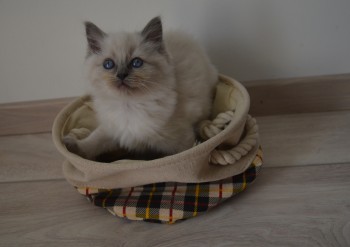 femelle blue colourpoint - 6 semaines - Chatterie Ragdolls du Val de Beauvoir