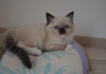 femelle seal point-mitted - 6 semaines - Chatterie Ragdolls du Val de Beauvoir