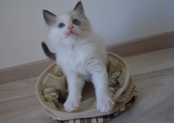 mâle seal bicolour - 6 semaines - Chatterie Ragdolls du Val de Beauvoir