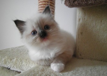 femelle seal mitted - 5 semaines - Chatterie Ragdolls du Val de Beauvoir