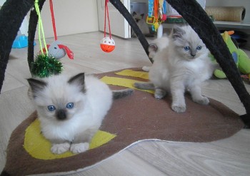 femelles seal mitted et colourpoint - 5 semaines - Chatterie Ragdolls du Val de Beauvoir