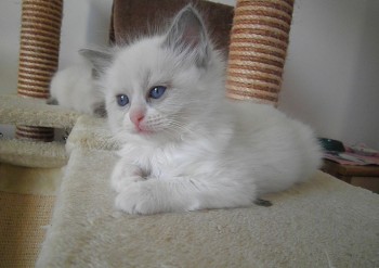 mâle blue bicolour - 7 semaines - Chatterie Ragdolls du Val de Beauvoir