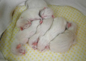 les chatons à 1 jour - portée Idylle - Chatterie Ragdolls du Val de Beauvoir