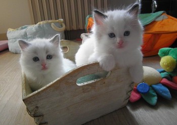 chatons blue et seal  bicolour- 5 semaines - Chatterie Ragdolls du Val de Beauvoir