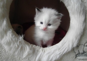 chaton mâle seal bicolour - 4 semaines - Chatterie Ragdolls du Val de Beauvoir