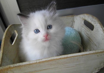 mâle seal bicolour - 5 semaines - Chatterie Ragdolls du Val de Beauvoir