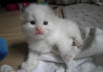 mâle seal bicolour - Chatterie Ragdolls du Val de Beauvoir