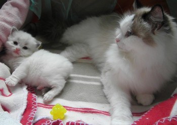 femelle blue bicolour et Ginger - Chatterie Ragdolls du Val de Beauvoir