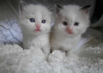 chatons blue et seal bicolour - 4 semaines - Chatterie Ragdolls du Val de Beauvoir