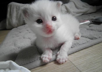 chaton mâle blue bicolour - Chatterie Ragdolls du Val de Beauvoir