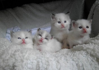  4 chatons ragdoll bicolour - Chatterie Ragdolls du Val de Beauvoir