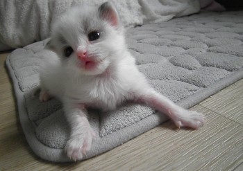 chaton mâle seal bicolour - Chatterie Ragdolls du Val de Beauvoir