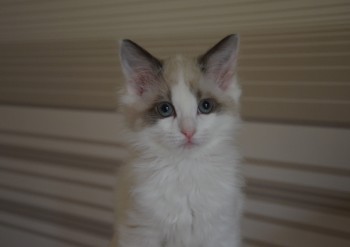 mâle seal bicolour - Chatterie Ragdolls du Val de Beauvoir