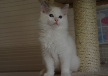 mâle blue bicolour - 11 semaines - Chatterie Ragdolls du Val de Beauvoir