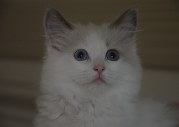 femelle blue bicolour - 11 semaines - Chatterie Ragdolls du Val de Beauvoir