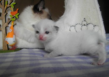 mâle seal bicolour n°2   - Chatterie Ragdolls du Val de Beauvoir