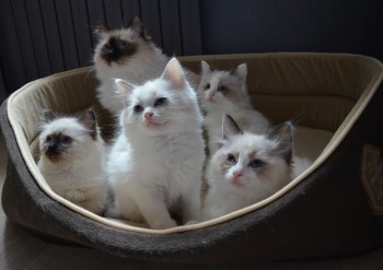 Holly et ses chatons - Chatterie Ragdolls du Val de Beauvoir