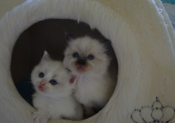 chatons  4 semaines - Chatterie Ragdolls du Val de Beauvoir