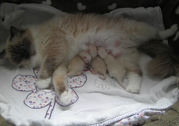 Flore et ses chatons - Chatterie Ragdolls du Val de Beauvoir