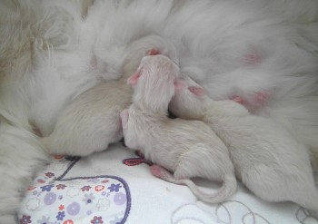 Flore et ses chatons - 1 jour - Chatterie Ragdolls du Val de Beauvoir